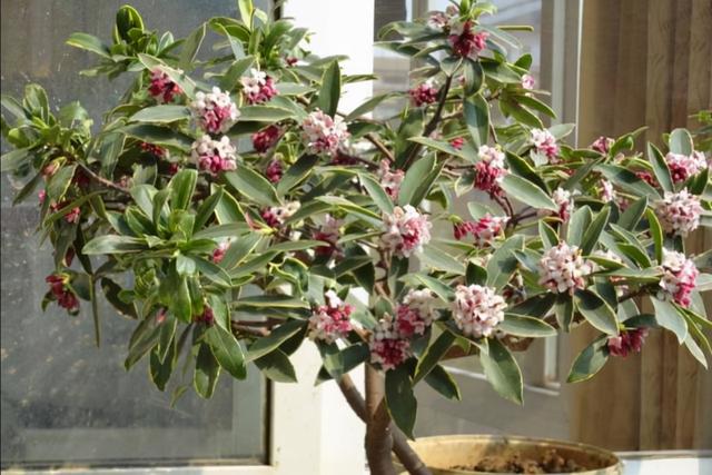 春季开花易养的花卉，14种冬天开花的花卉