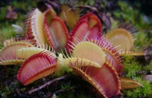 十种剧毒植物，15大剧毒野果盘点