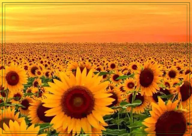 傲阳的诗句大全，倾阳丹心独自在