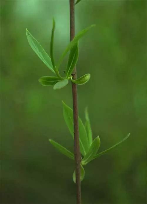 园林景观植物经验分享，风景园林设计中植物造景的3点经验总结