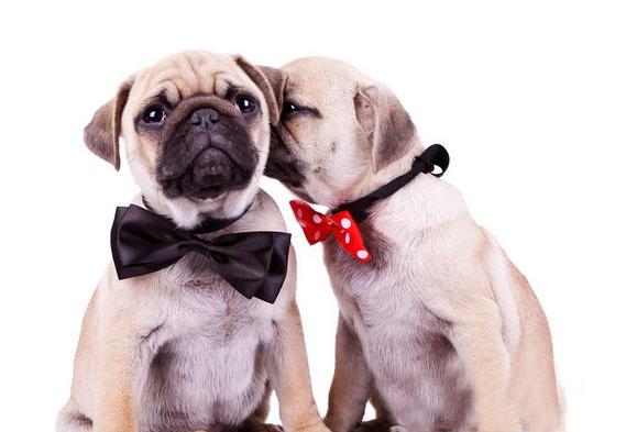 巴哥犬怎么训练，一年的巴哥犬训练方法（而是宠主没有做到这5点）