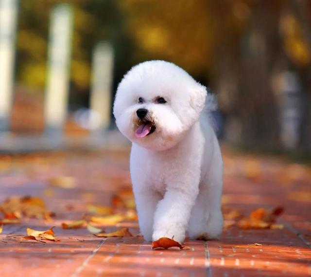 泰迪小时候图片，怎么在小时候区分比熊与泰迪（养猪高手当主人的后果）