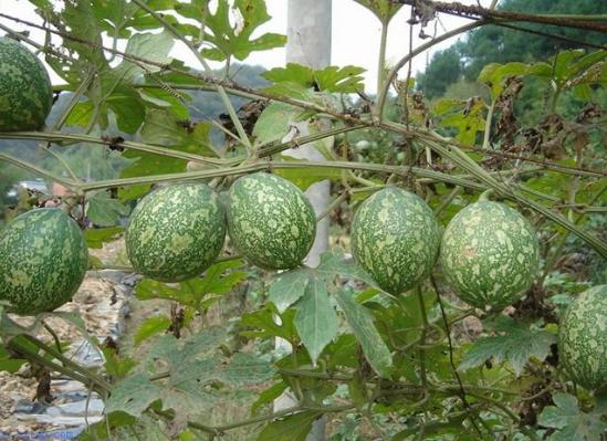 吊瓜子的种植方法，种植吊瓜的栽培过程和要点