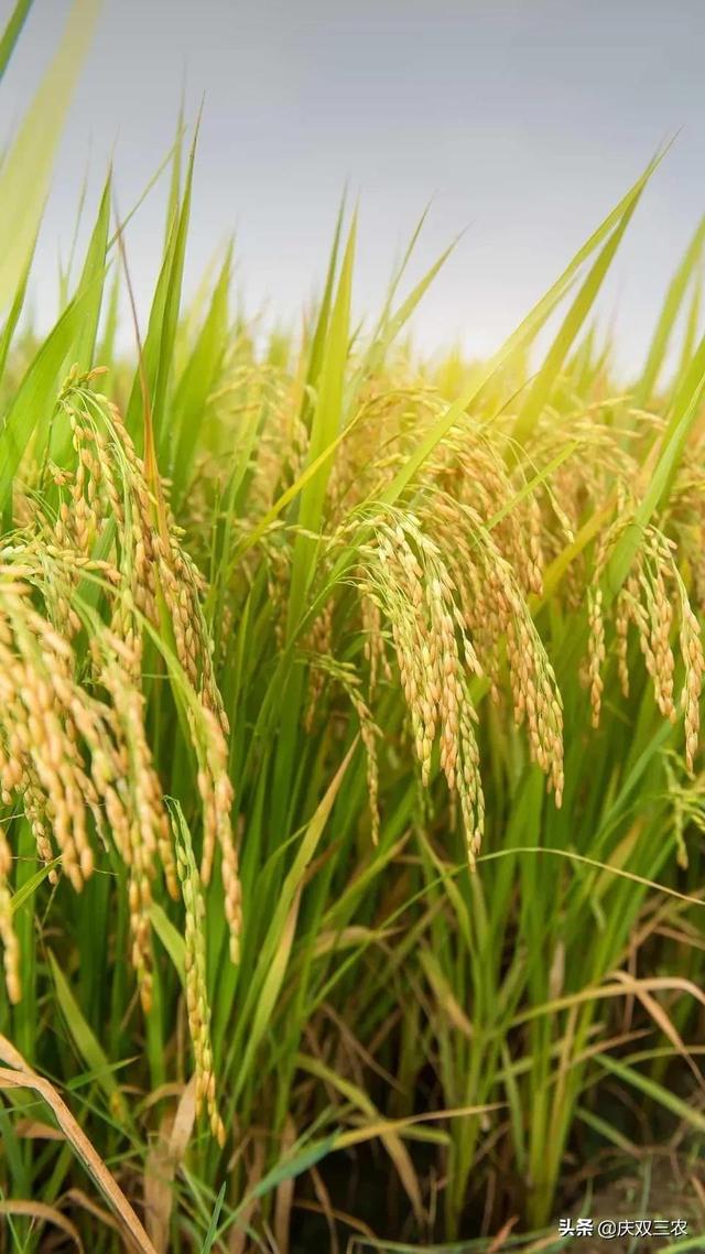 为什么同样多的谷粒重量却不一样，谷粒结构图