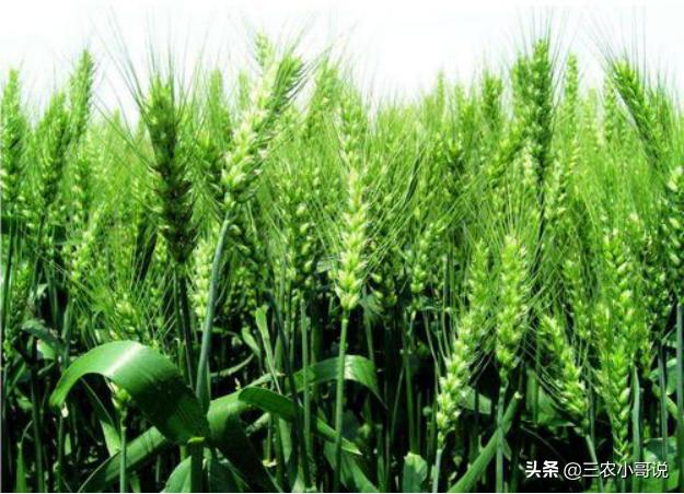 小麦什么时候播种，小麦什么时候播种最好（小麦该播种了，播期要推迟吗）