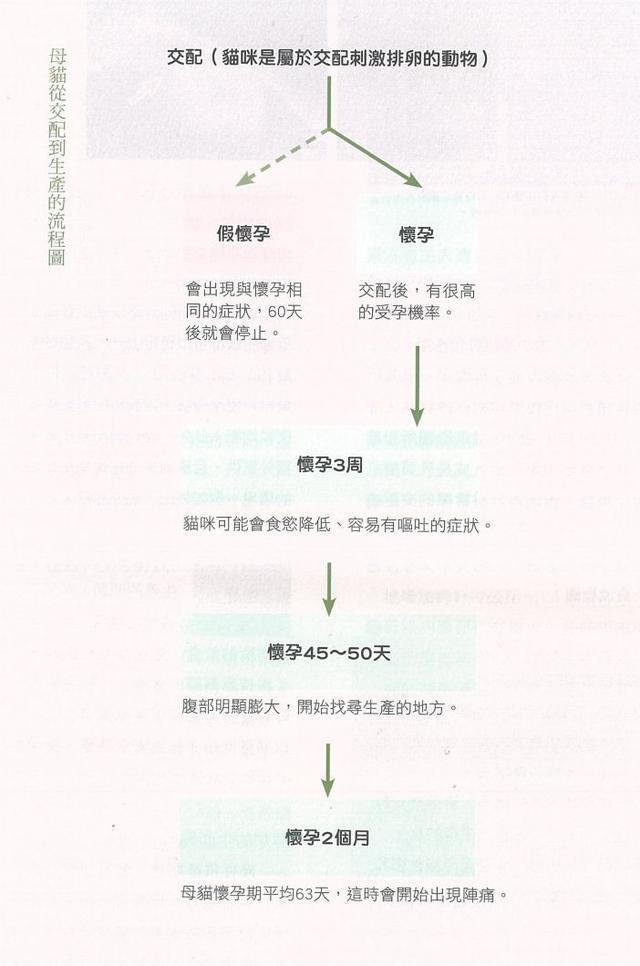 母猫怀孕有什么症状，猫咪在怀孕期间有什么症状（母猫怀孕征兆及妊娠前注意事项）