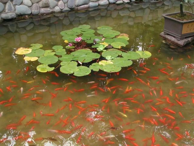 庭院水景观怎么设计，庭院中式元素—叠水