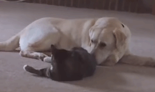 猫肛门腺怎么处理，猫咪究竟要不要挤肛门腺