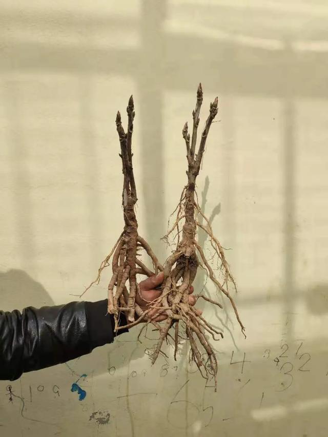 美丽的花中之王牡丹，被国人视为花中之王的牡丹品种