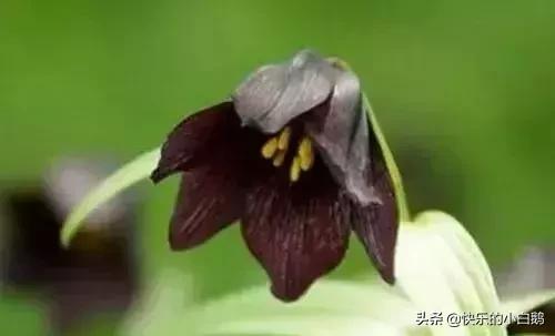 全球最漂亮罕见的花的花语，世界上最稀奇美丽的花有那些