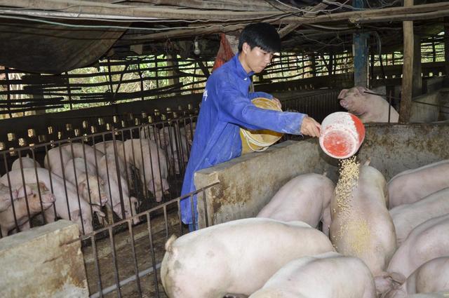 最新麸皮价格，90后小伙深加工麸皮价格涨10倍