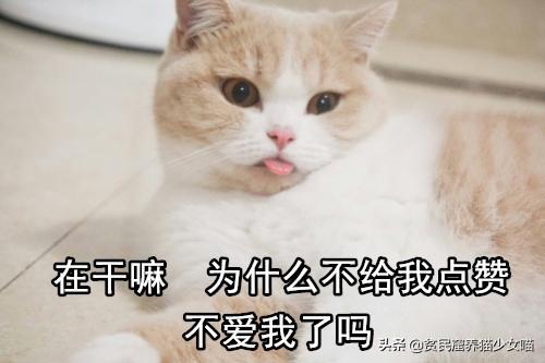 猫咪吐一小截舌头，猫咪偶尔吐舌头是怎么回事（为什么猫咪会吐一段舌头）