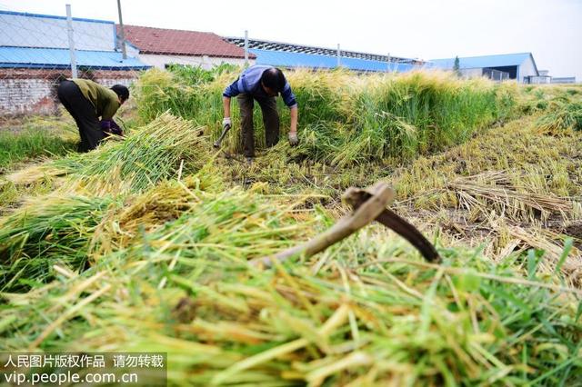糖尿病青汁(青汁对糖尿病患者有用吗)