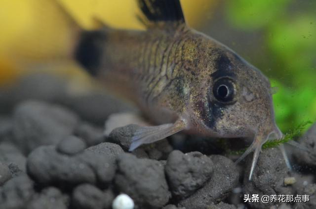 养殖热带鱼鱼缸如何装饰，在客厅养热带鱼