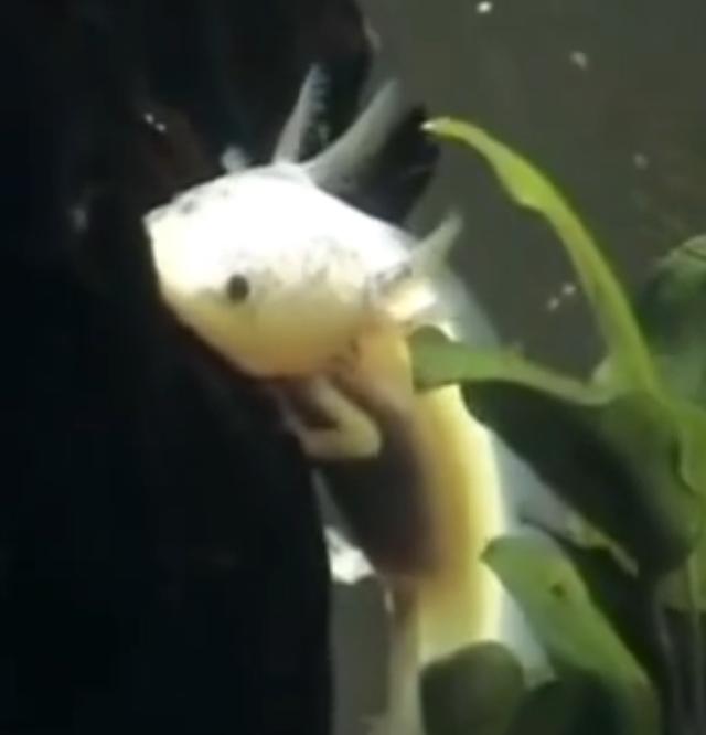 头上有角的恐龙，最强的十个角龙类恐龙（《侏罗纪公园》恐龙形象是恐龙本尊吗）