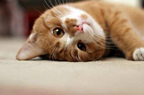 公猫绝育的最佳时间，关于猫咪绝育的最佳时间