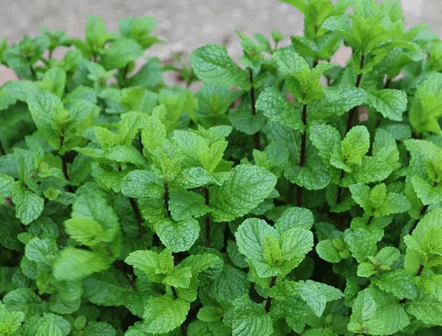 最适合家庭净化空气的花，17种公认的养人花