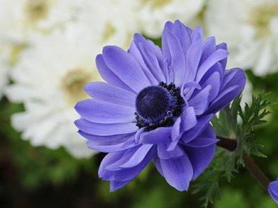 常见的盆栽紫色花有哪些，养花也要紧跟潮流