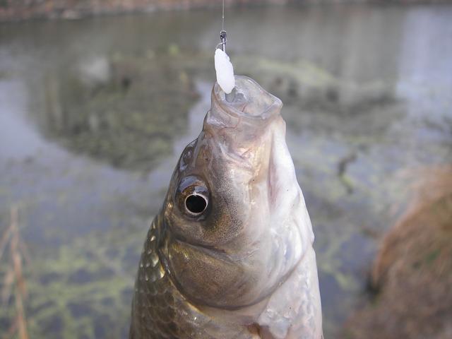 野钓鲫鱼饵料配方大全，野钓鲫鱼的土配方（野钓鲫鱼配方图解）