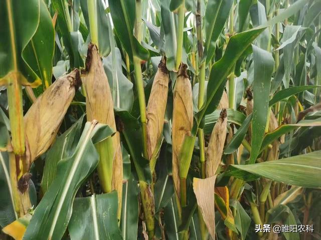 先玉335玉米种每亩产量有多少斤，玉米种子价格也涨了