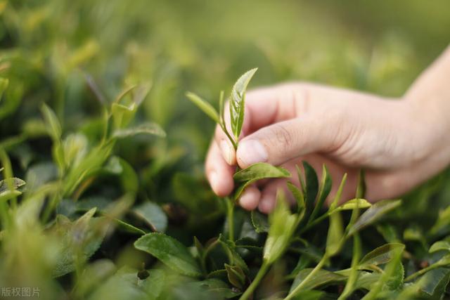 红茶的介绍和功效，红茶的口感和功效