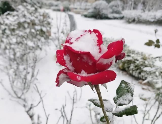 河南出现打雷下雪，桃花雪、雷打雪……河南多地发布暴雪红色预警