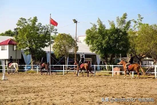 柳城县旅游攻略，攻略柳人游柳