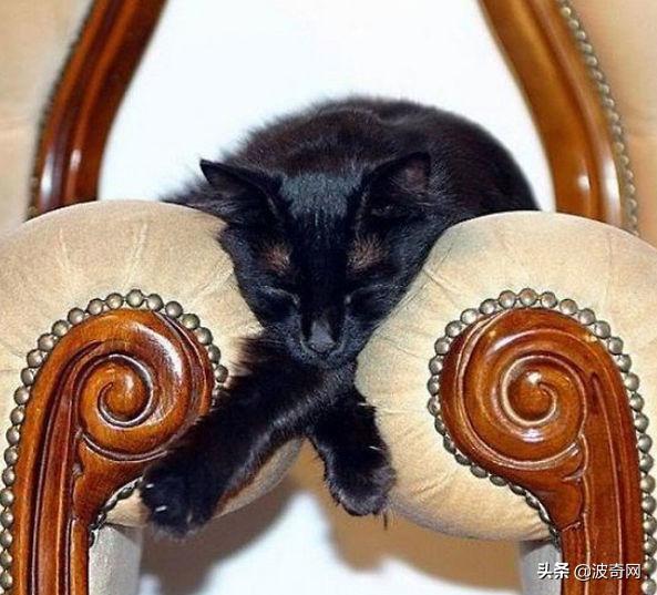 猫咪的4种睡姿代表什么，猫睡姿里藏着这些秘密