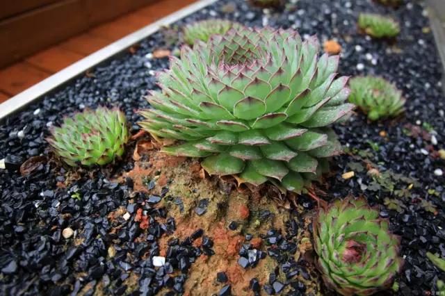 观音莲怎么繁殖，观音莲的繁殖养护（早春养观音莲）