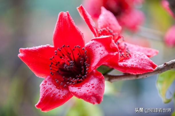 海南省花叫什么花，海南省花——三角梅