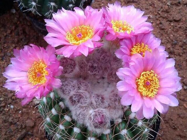 开花最好看的仙人球品种排名，仙人掌的花季来了