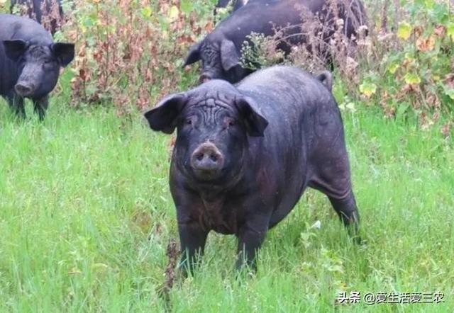 农村养殖什么不愁销路6个养殖项目，不想打工的农村人来看看