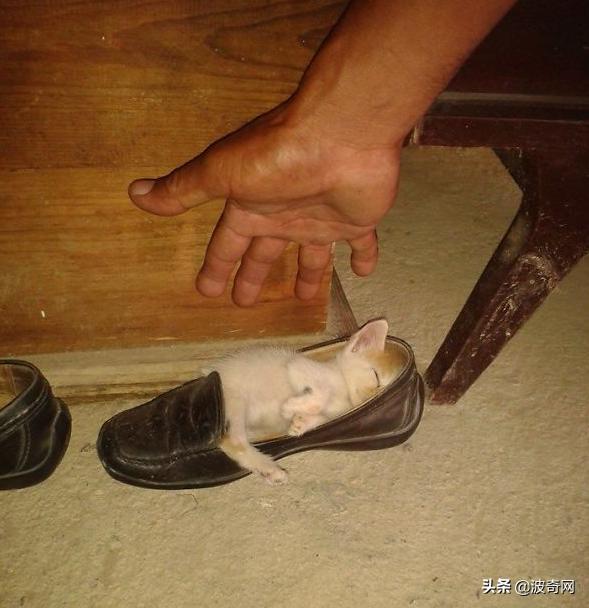 猫咪的4种睡姿代表什么，猫睡姿里藏着这些秘密