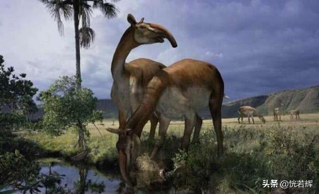 世界最大的淡水哺乳动物，这些动物有一个共同点