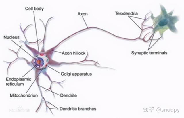 人死后听觉能持续多久，人死后几分钟大脑能听见外界声音（人死后仍能听到亲人的声音）