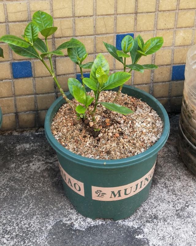 养花换个方法长得更旺，养花小技巧让你从新手到高手