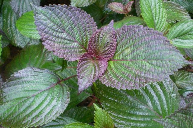 紫苏籽能做油吗，家常凉拌必备油