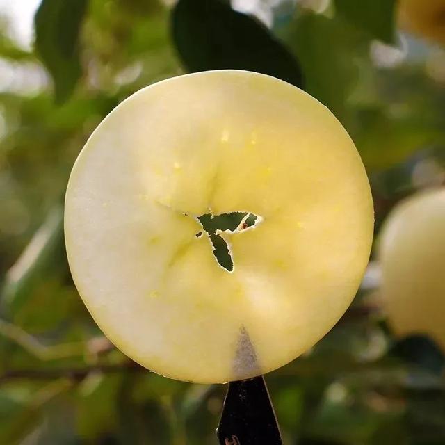 相见恨晚的5大珍果，四季珍果（相见恨晚的5大水果）