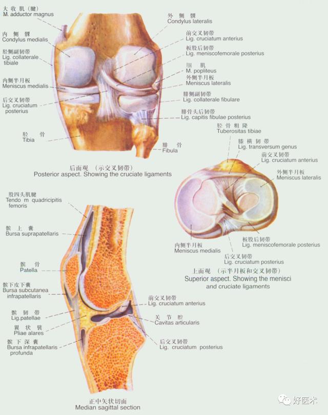 韧带结构图详解，90条韧带的精细解剖
