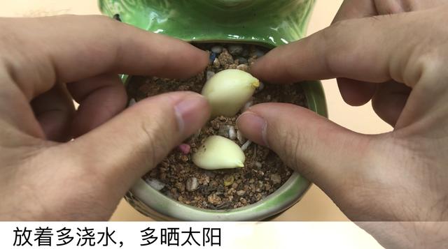 大蒜如何加速发芽，促使大蒜快速发芽