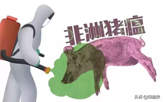 猪是如何感染猪瘟的，经产母猪是非洲猪瘟最先感染的猪群