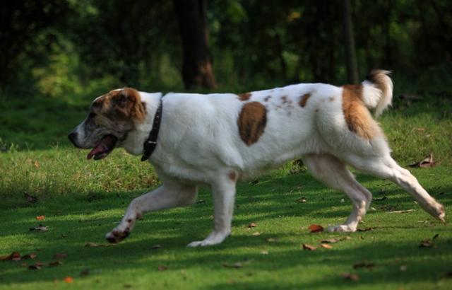 罗威纳在护卫犬中的排名，世界最著名的十种极品护卫犬