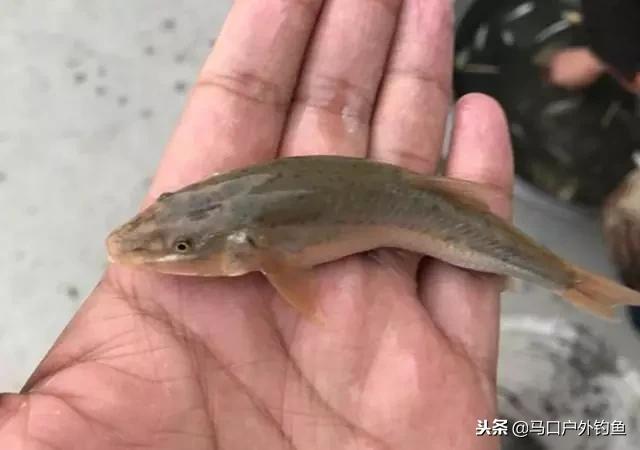淡水鱼都有什么鱼，钓鱼人一定要知道的二十种淡水鱼（中国常见的20种淡水鱼）