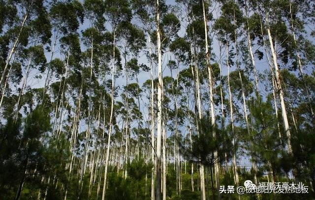 适合地热的实木地板板材，极地阳光带你探索深山选择发热地板的好木材