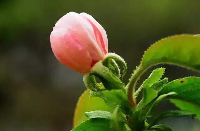 含苞海棠花诗句，醉美海棠花诗词