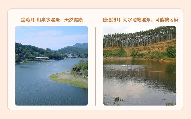 金燕耳和椴木银耳区别，为什么金燕耳比普通银耳贵这么多