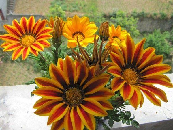 九种适合秋天养的绿植花卉，开花好养的盆栽植物