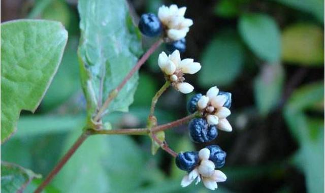 老鸹眼树果实，果实黑的像34