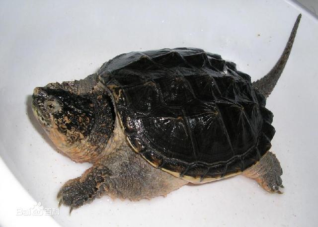 乌龟寿命最长多少年，乌龟的寿命最长有多长（“千年王八万年龟”是真的吗）