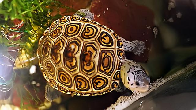 乌龟寿命最长多少年，乌龟的寿命最长有多长（“千年王八万年龟”是真的吗）